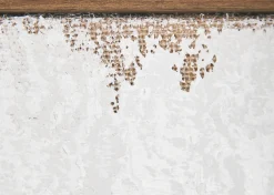 The Cove Wall Art