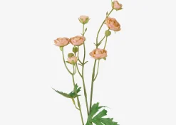 Tove Mini Ranunculus