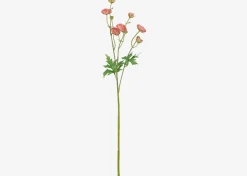 Tove Mini Ranunculus