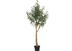 Tristin Olive Tree Potted Large