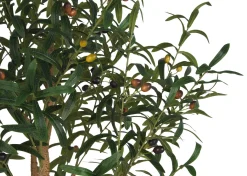 Tristin Olive Tree Potted Large