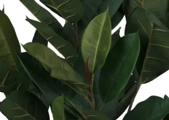 Troye Rubber Tree Potted