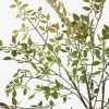 Wren Leaf Bush