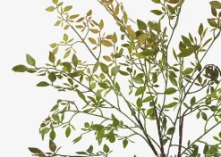 Wren Leaf Bush